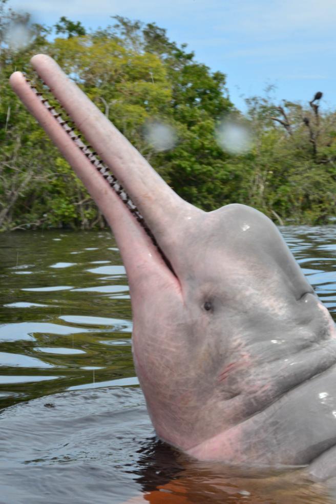 La salvación del delfín rosado del Amazonas puede estar en los satélites