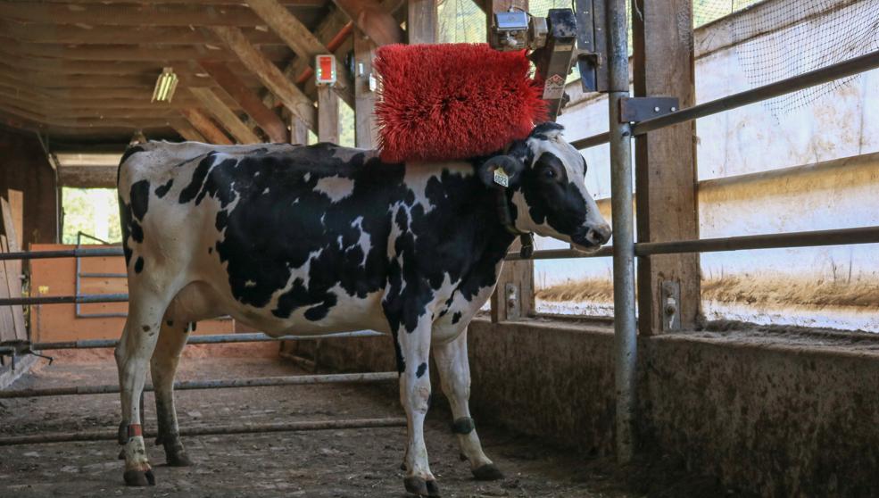 Cepillos mecánicos, el ‘must have’ de las granjas de vacas