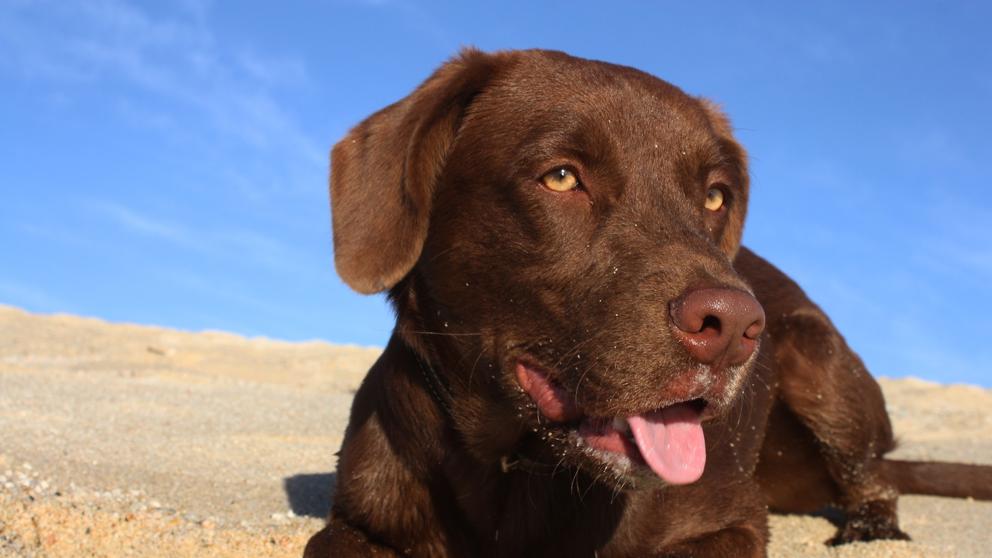 El color del perro define su salud y longevidad