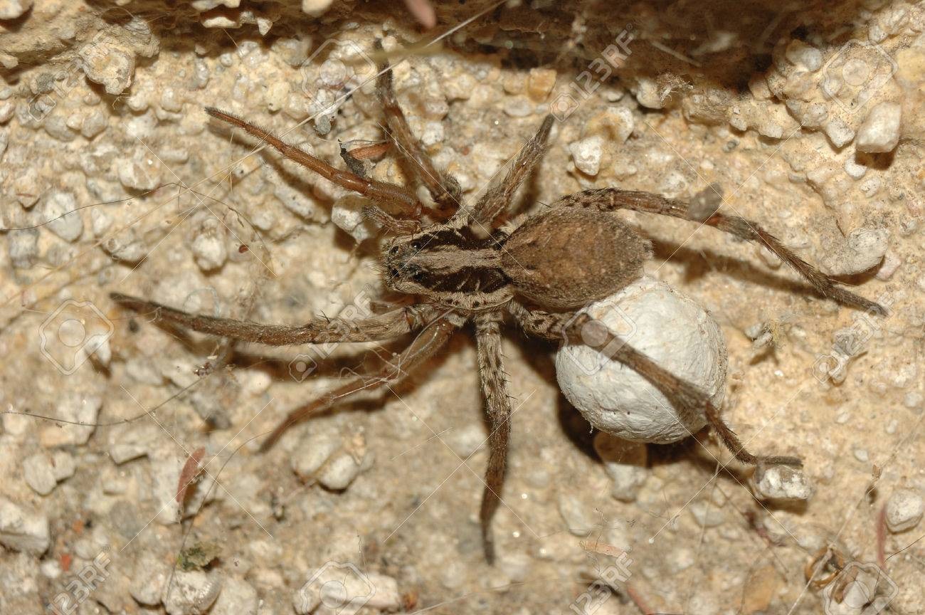 ¿Cuantas arañas viven en nuestro país? La lista de especies sigue creciendo