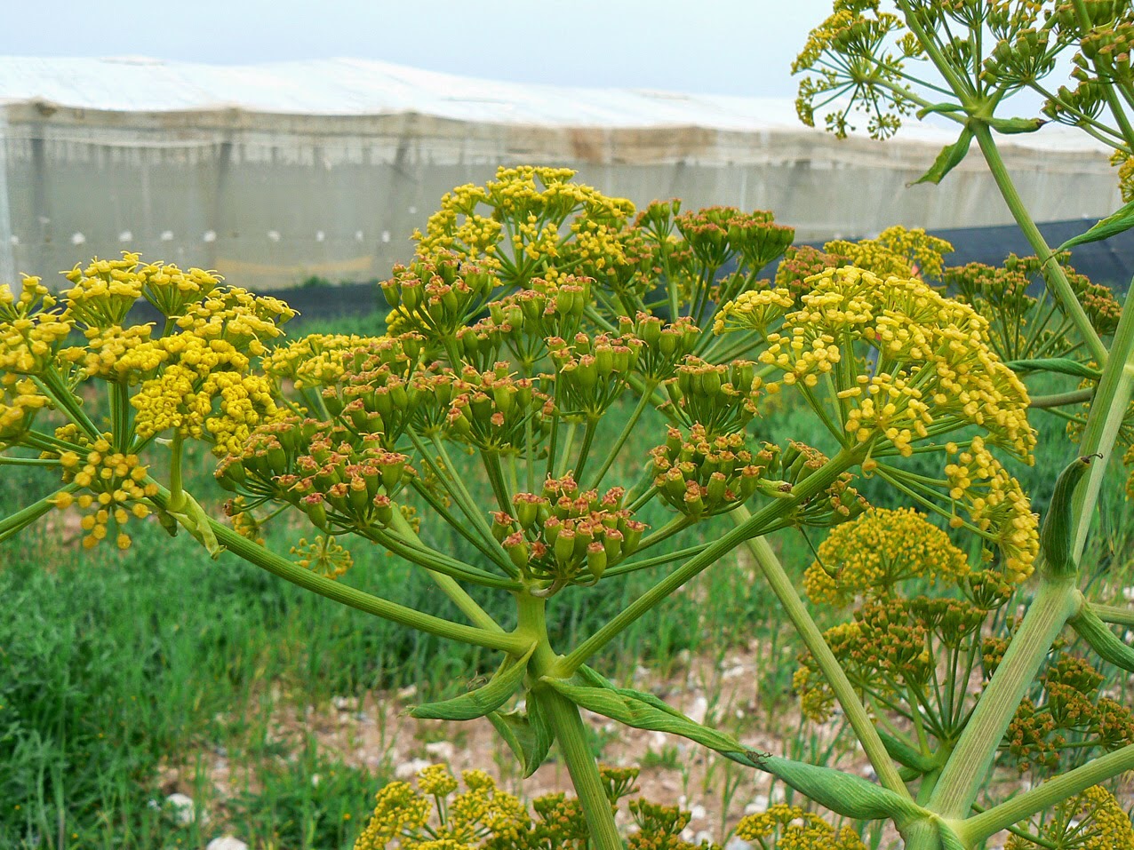 La asafétida, la especia que huele a rayos y sabe como el ajo