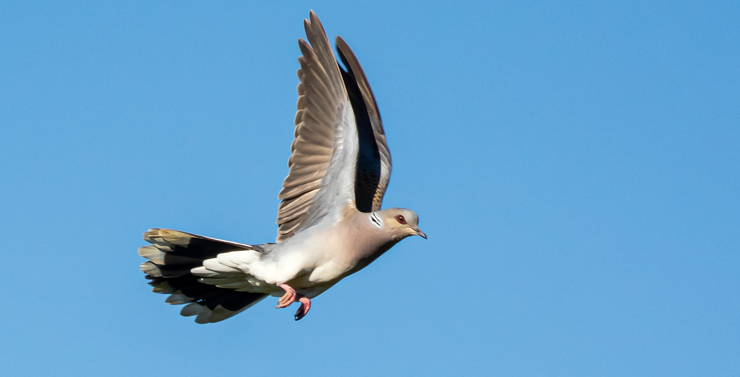 El vuelo de la tórtola europea