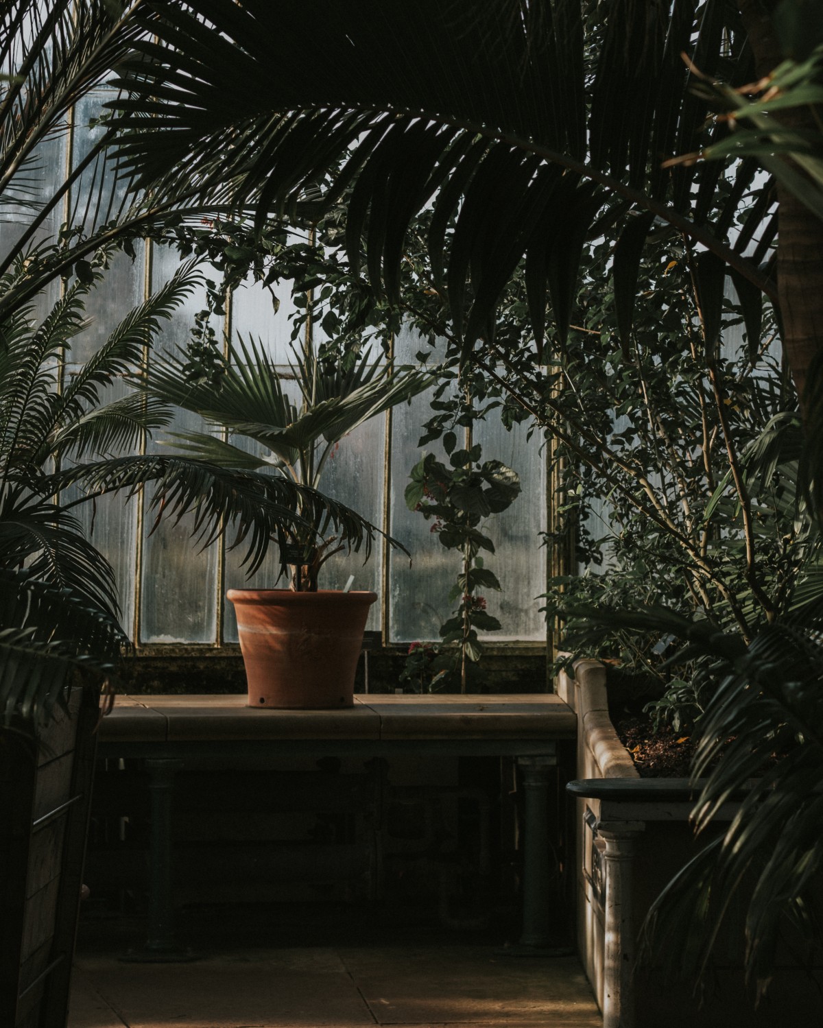 Vendida la planta de interior más cara del mundo por 17.000 euros