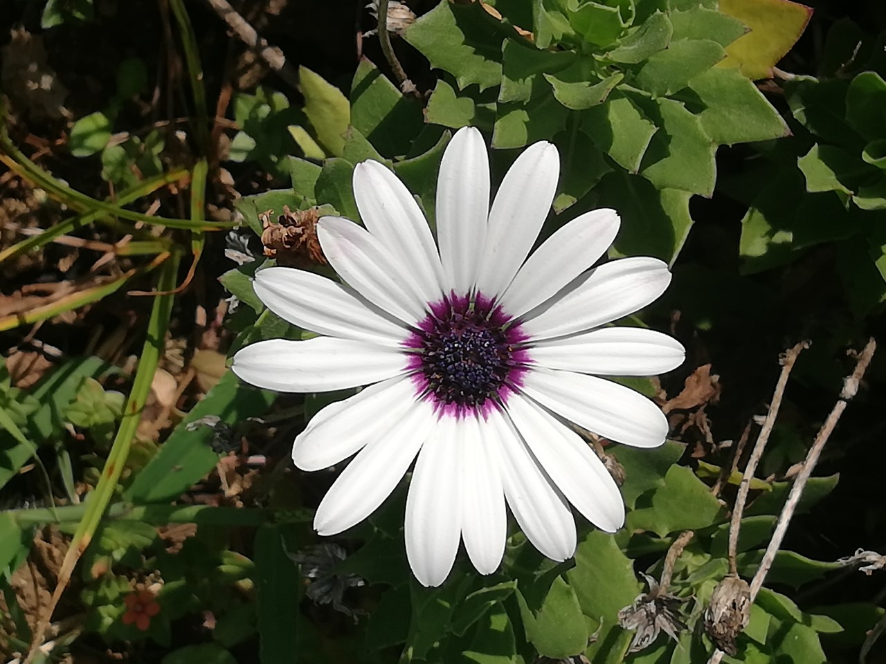 ¿Sabes de dónde proviene la tradición de deshojar las margaritas?