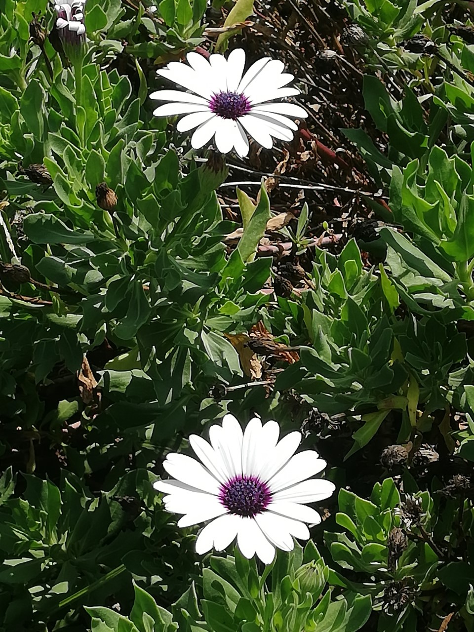 ¿Sabes de dónde proviene la tradición de deshojar las margaritas?