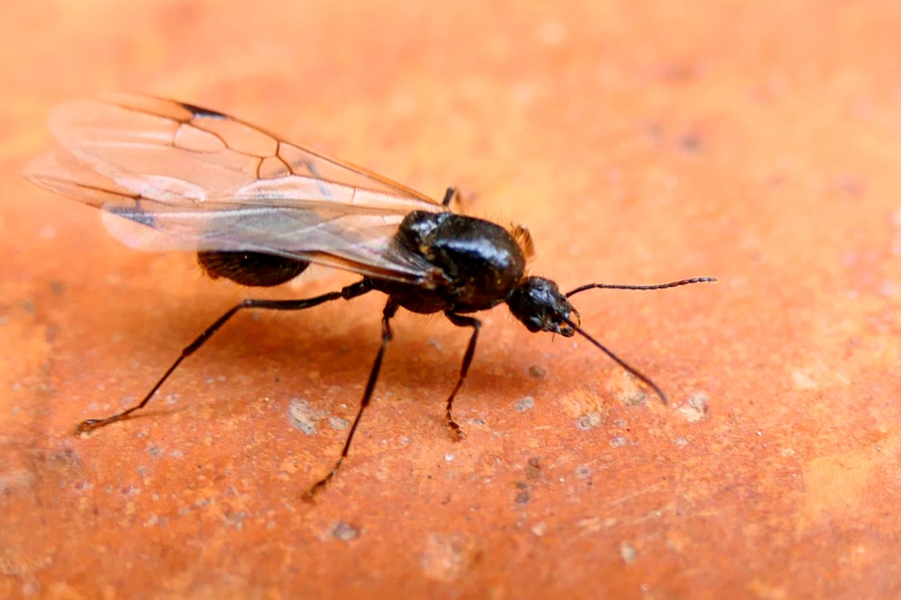 ¿Por qué hay zánganos voladores en otoño?