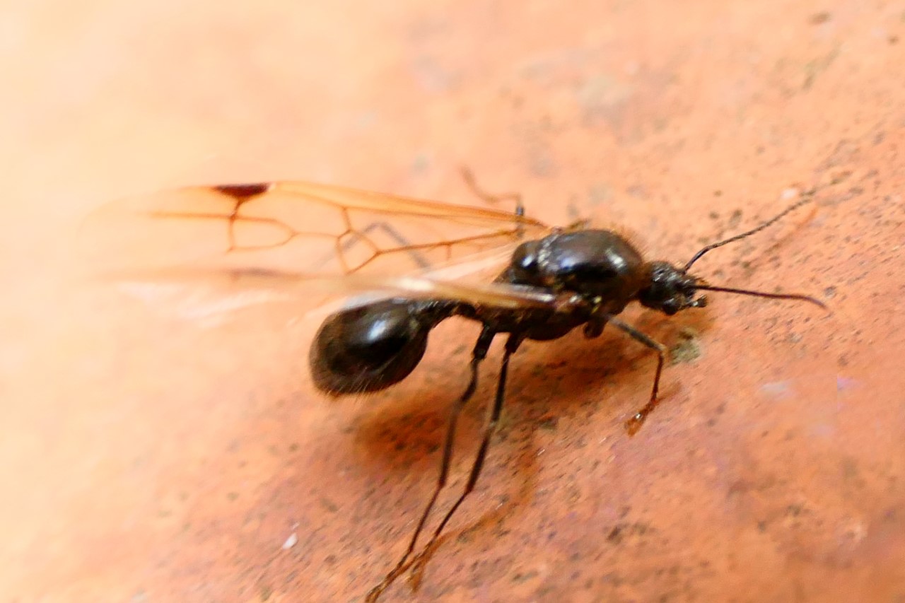 ¿Por qué hay zánganos voladores en otoño?