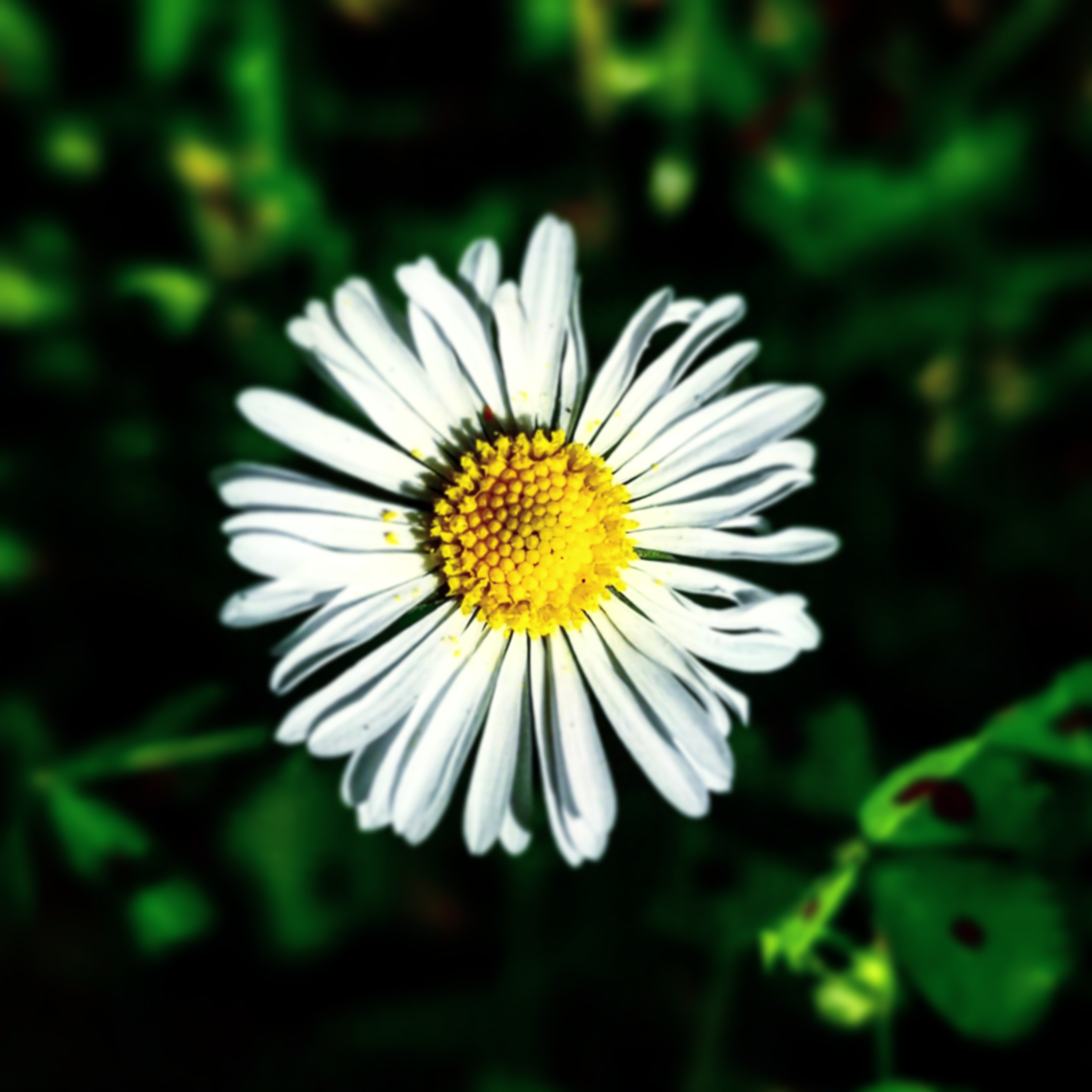 Cómo cuidar las margaritas para potenciar su floración