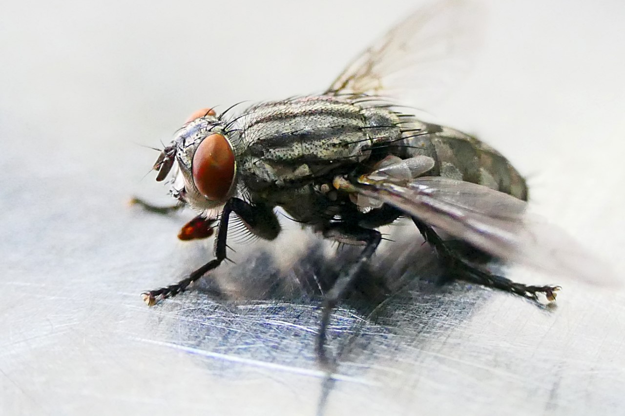 ¿Por qué las moscas nos molestan más en esta época? La explicación que