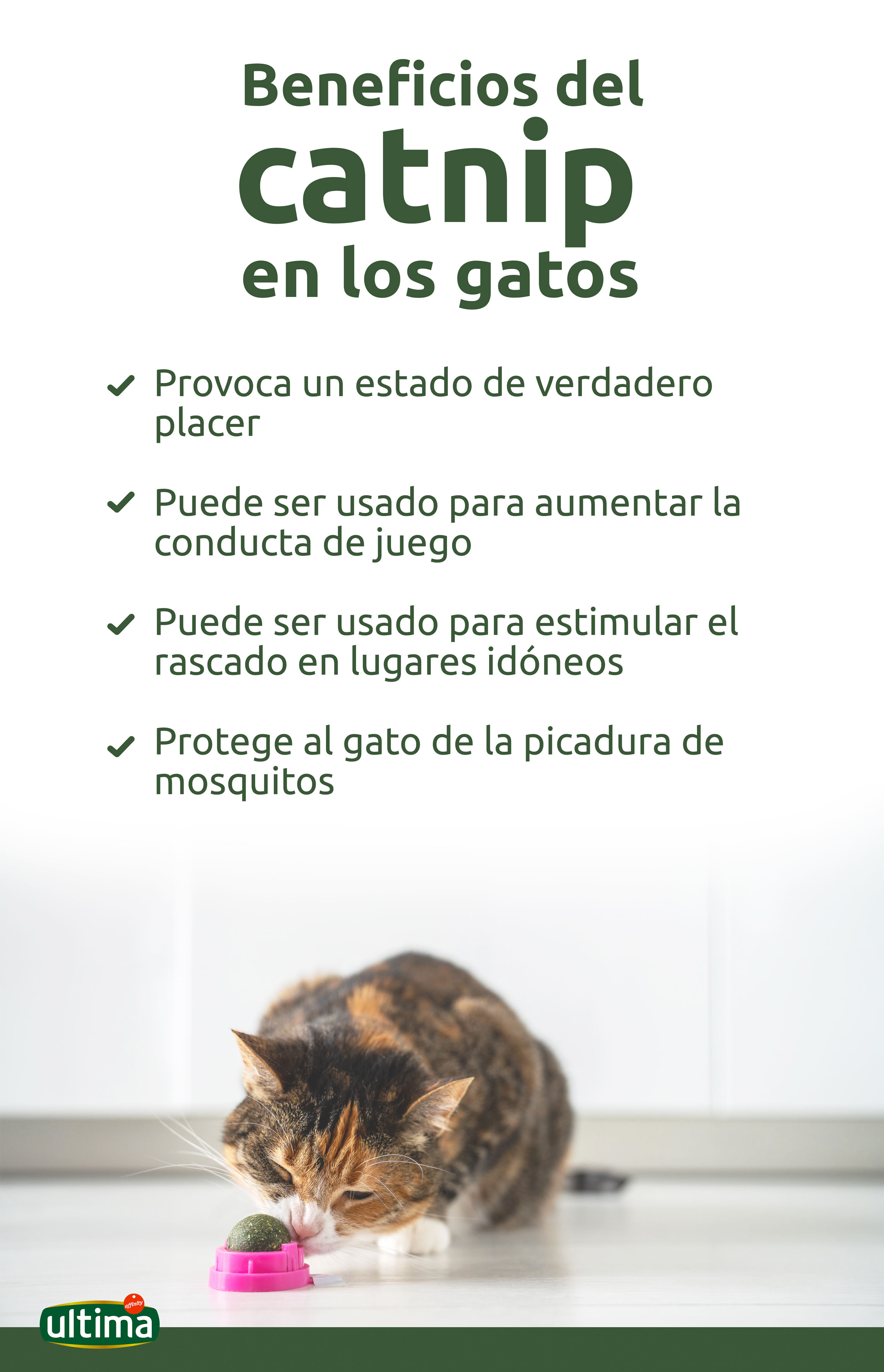 ¿Qué es el catnip? Descubre sus beneficios para tu gato y sigue estas