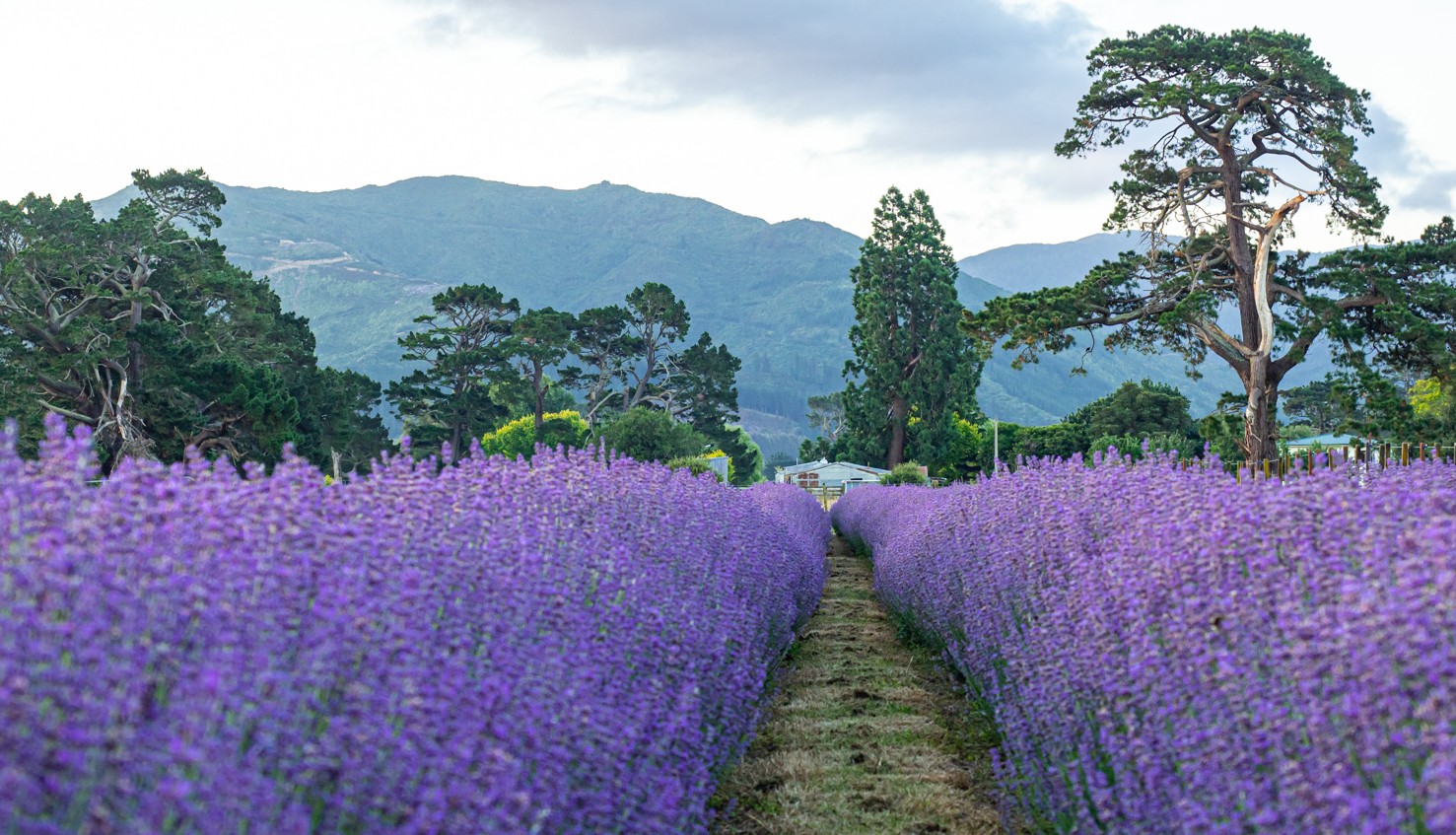 Lavender Farms In New Zealand Lavender Abbey