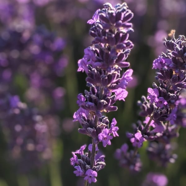"Violet Intrigue" Lavender Essential Oil (lavandula angustifolia) Lavender Connection