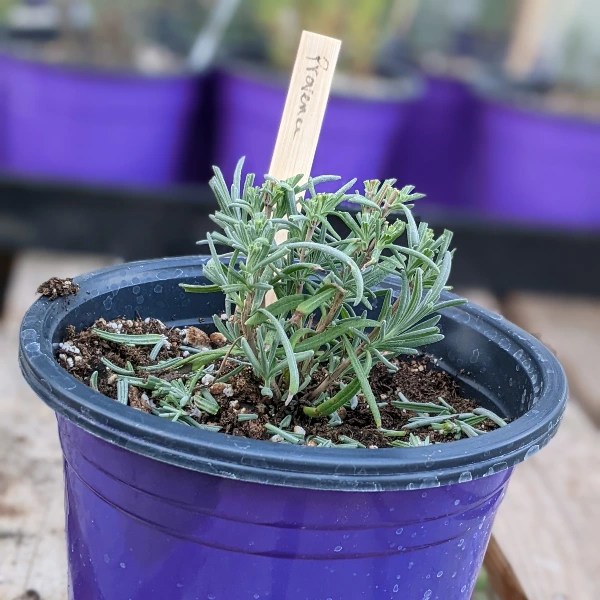 Lavender Care Should I prune young lavender plants? Lavender Connection