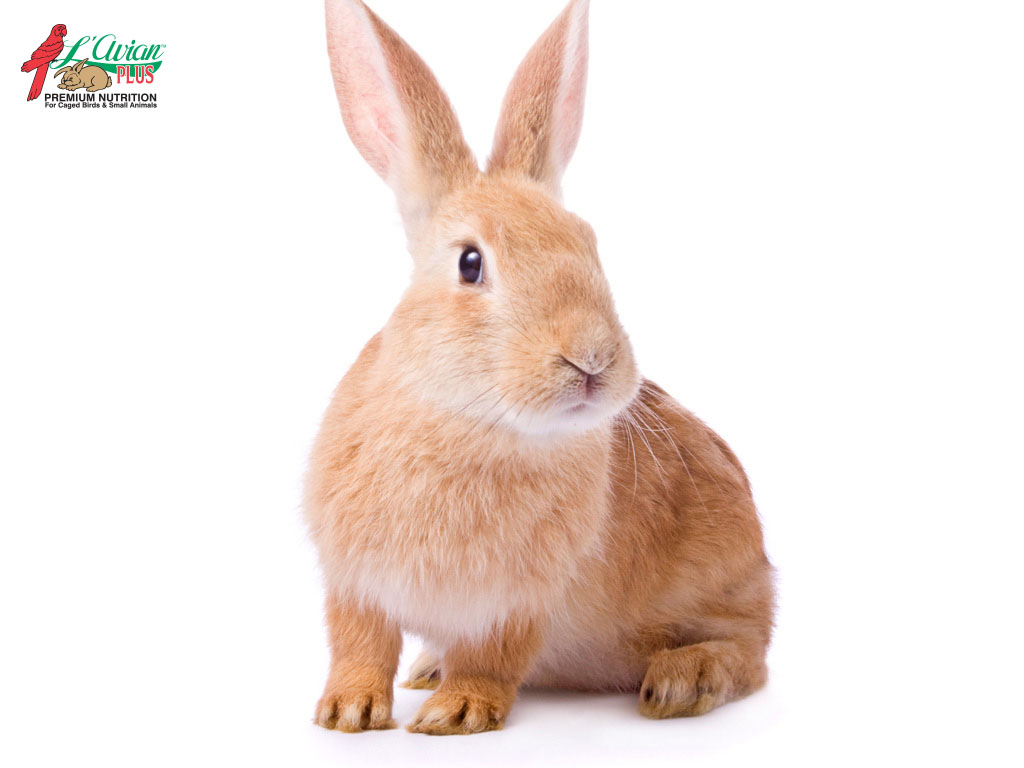 Rabbit - L'Avian PlusL'Avian Plus
