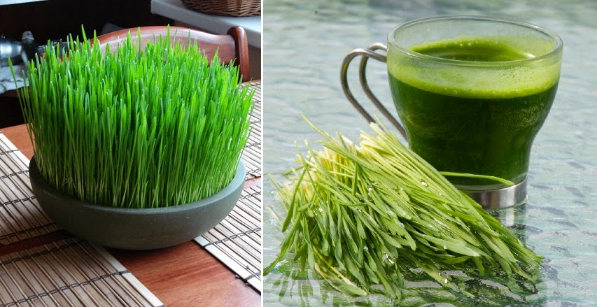 10 Tips para crecer el Wheatgrass (pasto de trigo) en tu cocina