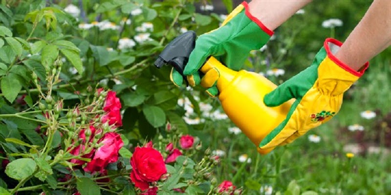 Fungicidas y pesticidas naturales y caseros para el jardín