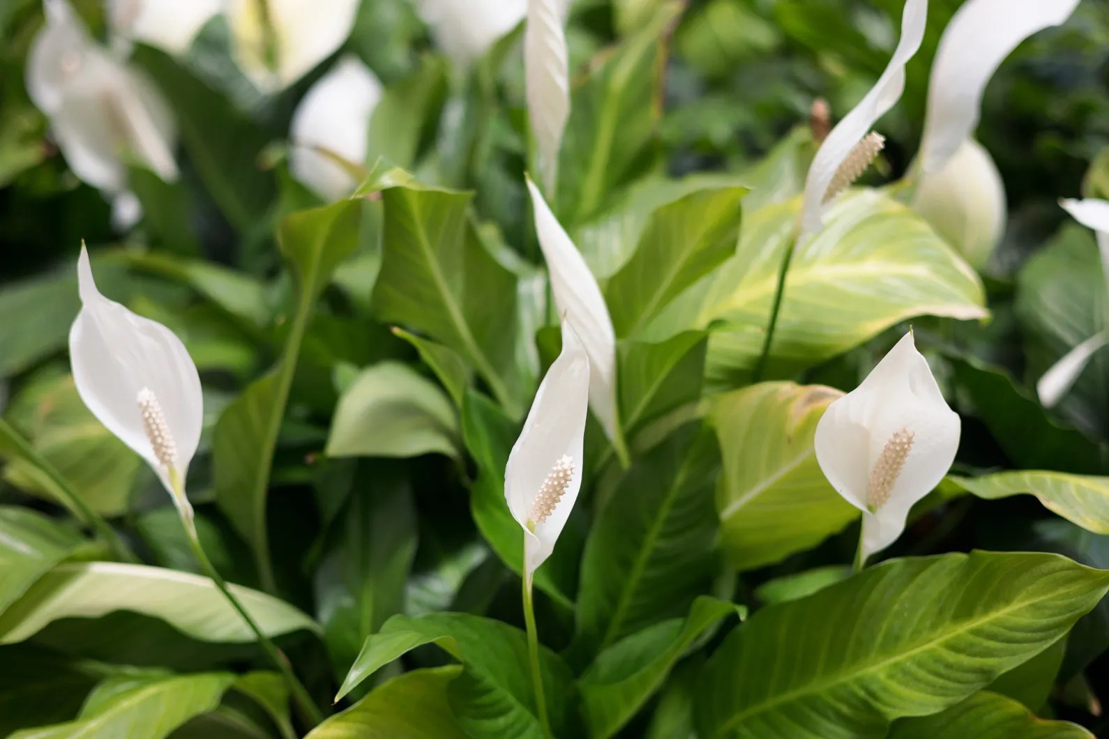 Aprende cómo cuidar una planta Cuna de Moisés para que siempre florezca