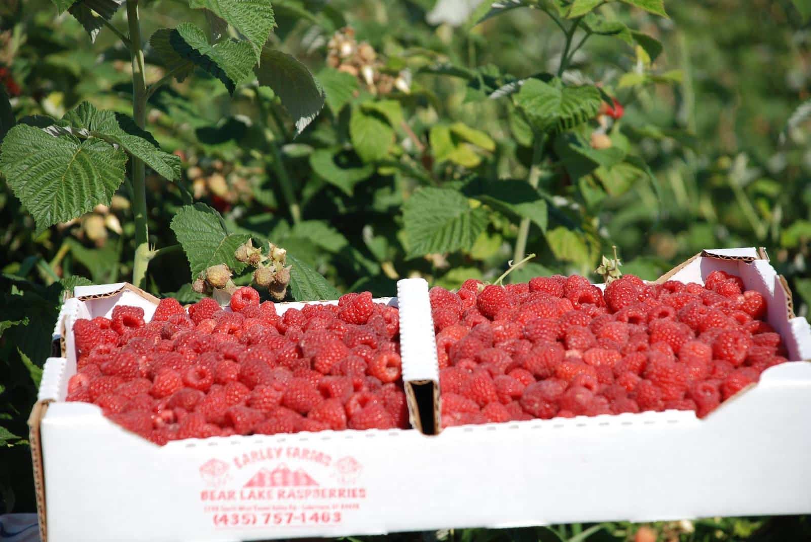 9 Most Famous Foods in Utah Best Dishes in UT