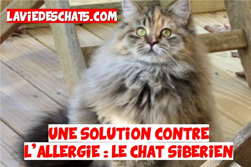 Une solution contre l'allergie le chat sibérien La vie