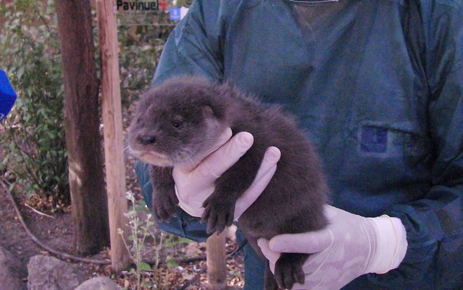 La cría de nutria del Zoo es bautizada con el nombre de Santiago