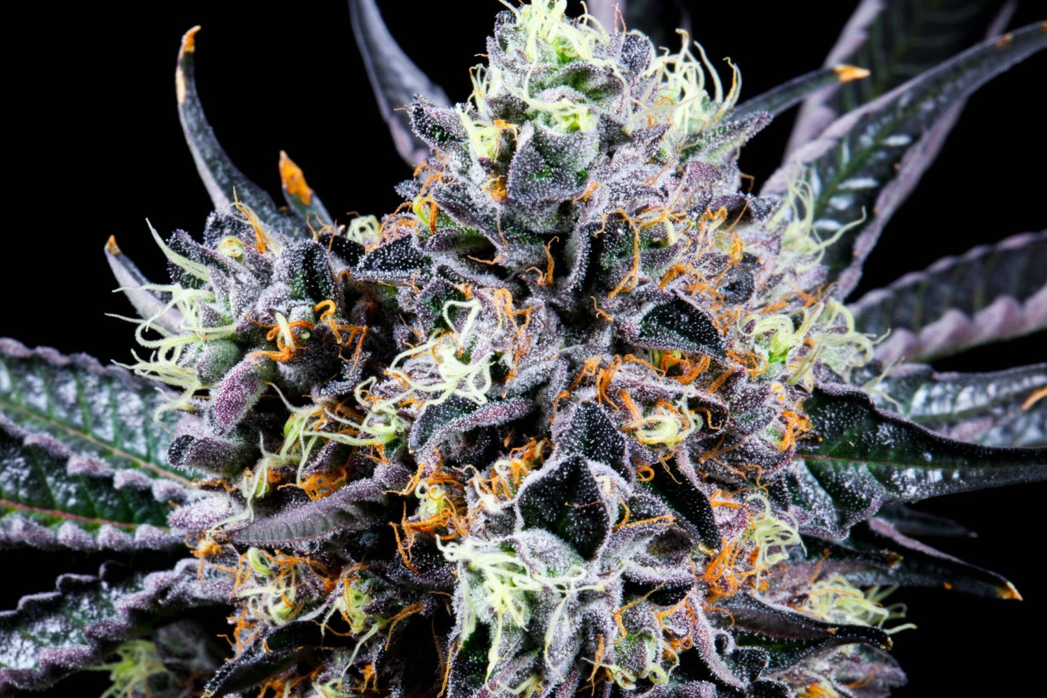 The Most Exciting Cannabis of 4/20 2021 LA Weekly