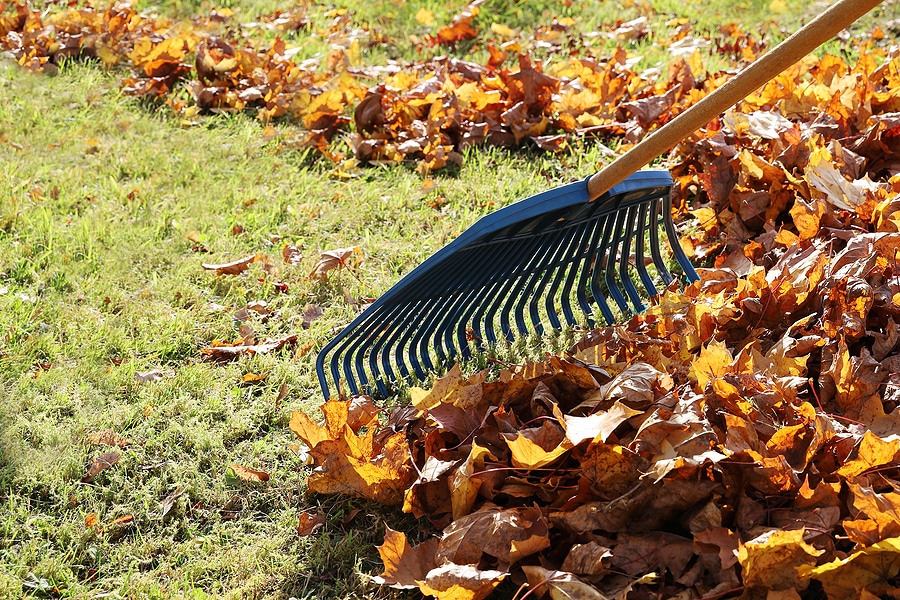 3 Fall Lawn Care Tips Lawn Plus, LLC. Dayton, OH