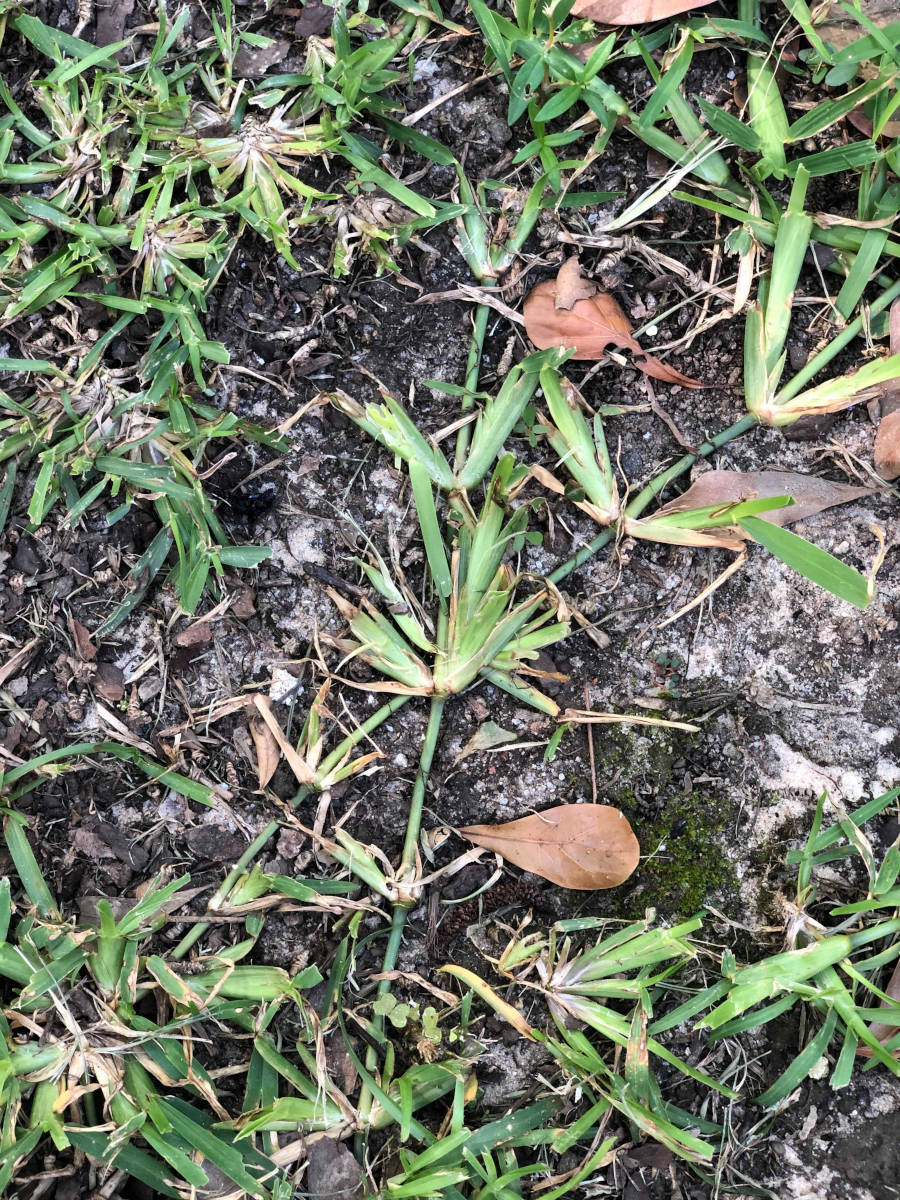 Diagnosing Common Centipede Grass Problems Lawn and Petal