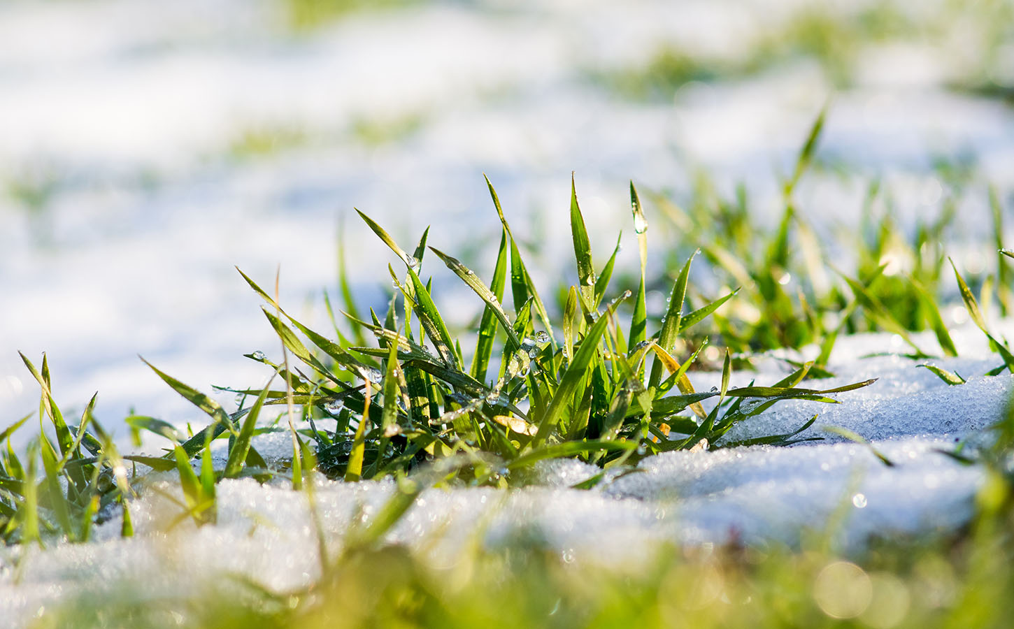 When is it too hot or too cold to apply fertilizer to my lawn