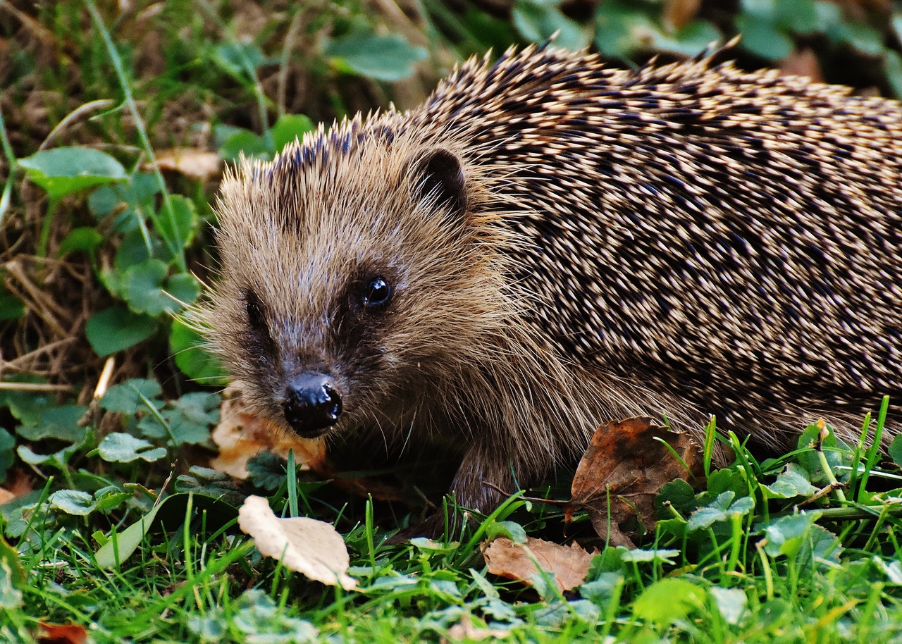 UK Hedgehog Guide Infographic Looking After Hedgehogs in the Garden