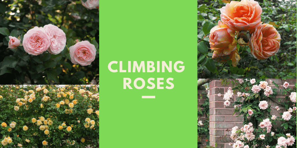 Ten Best Climbing Roses for Your Garden