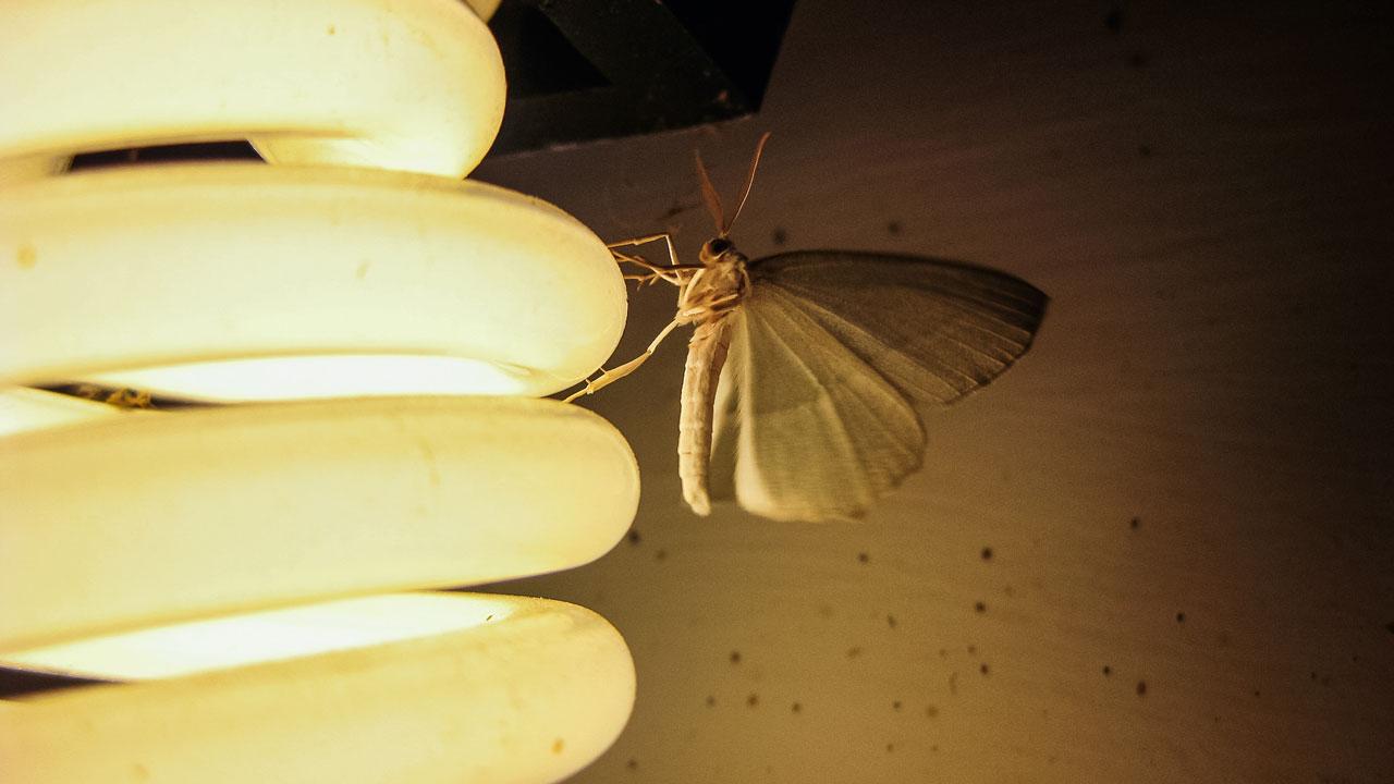 Memphis Residents Here's What to Do About Mosquitos