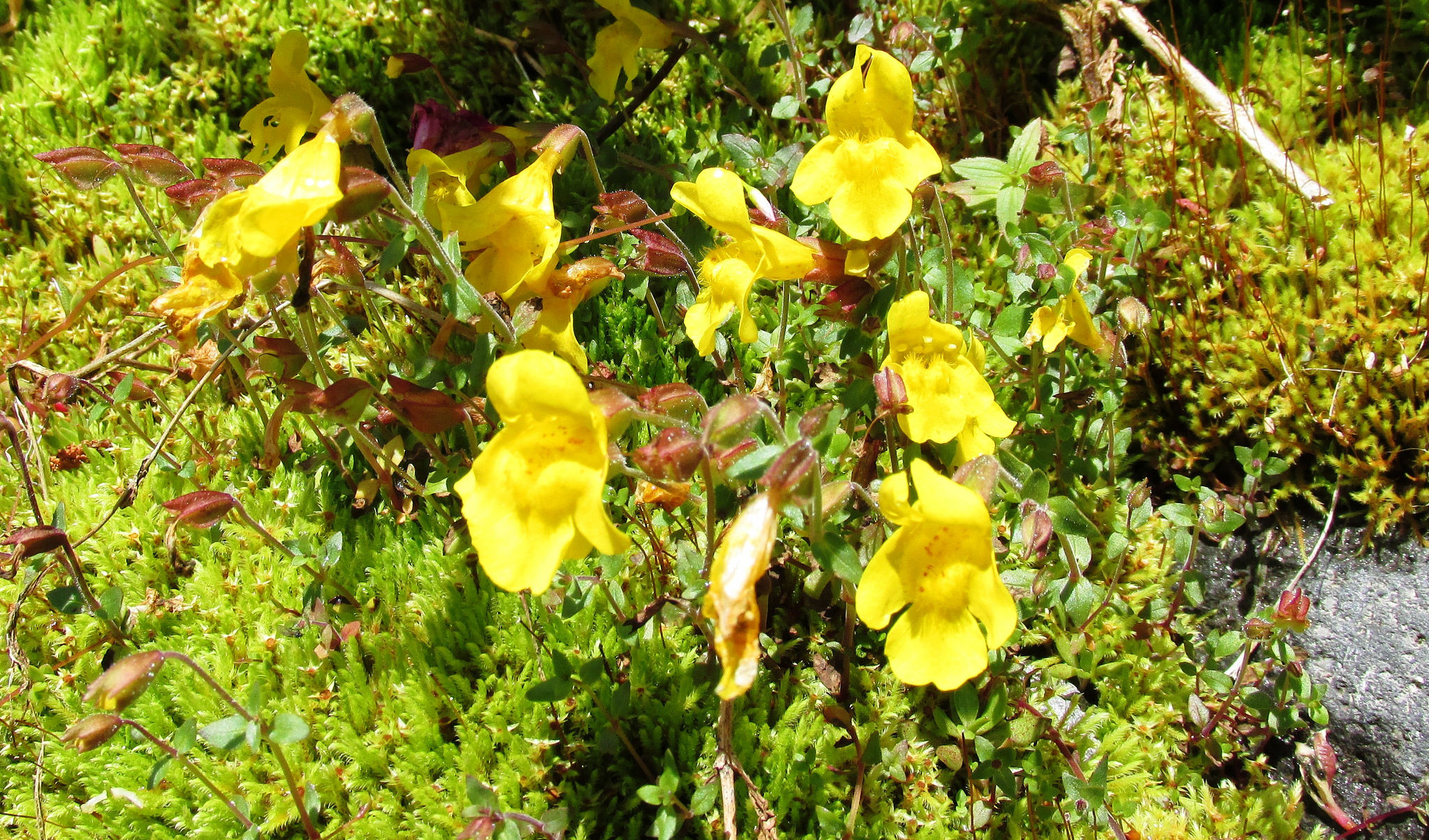 Native Plants For Gardening in Portland, OR