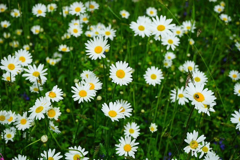 5 Flowers That Don’t Attract Bees In Provo, UT