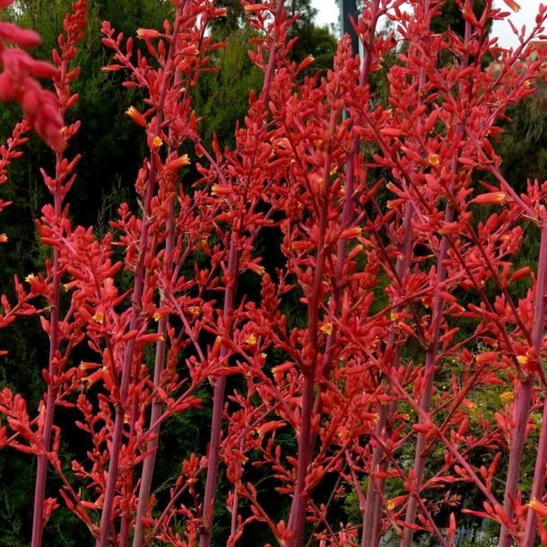 Best Native Plants for Your Austin Garden Lawnstarter