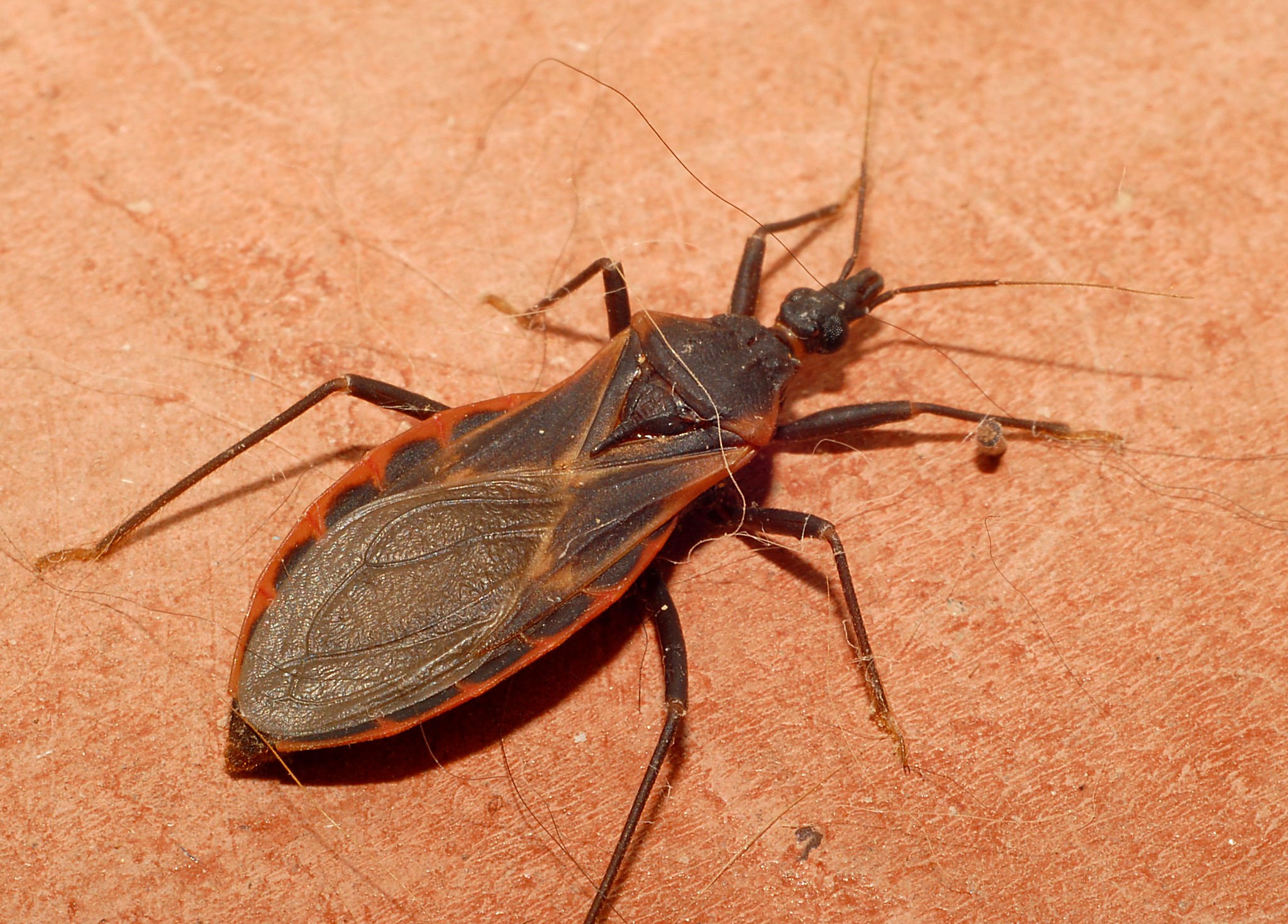 Most Disgusting Bugs