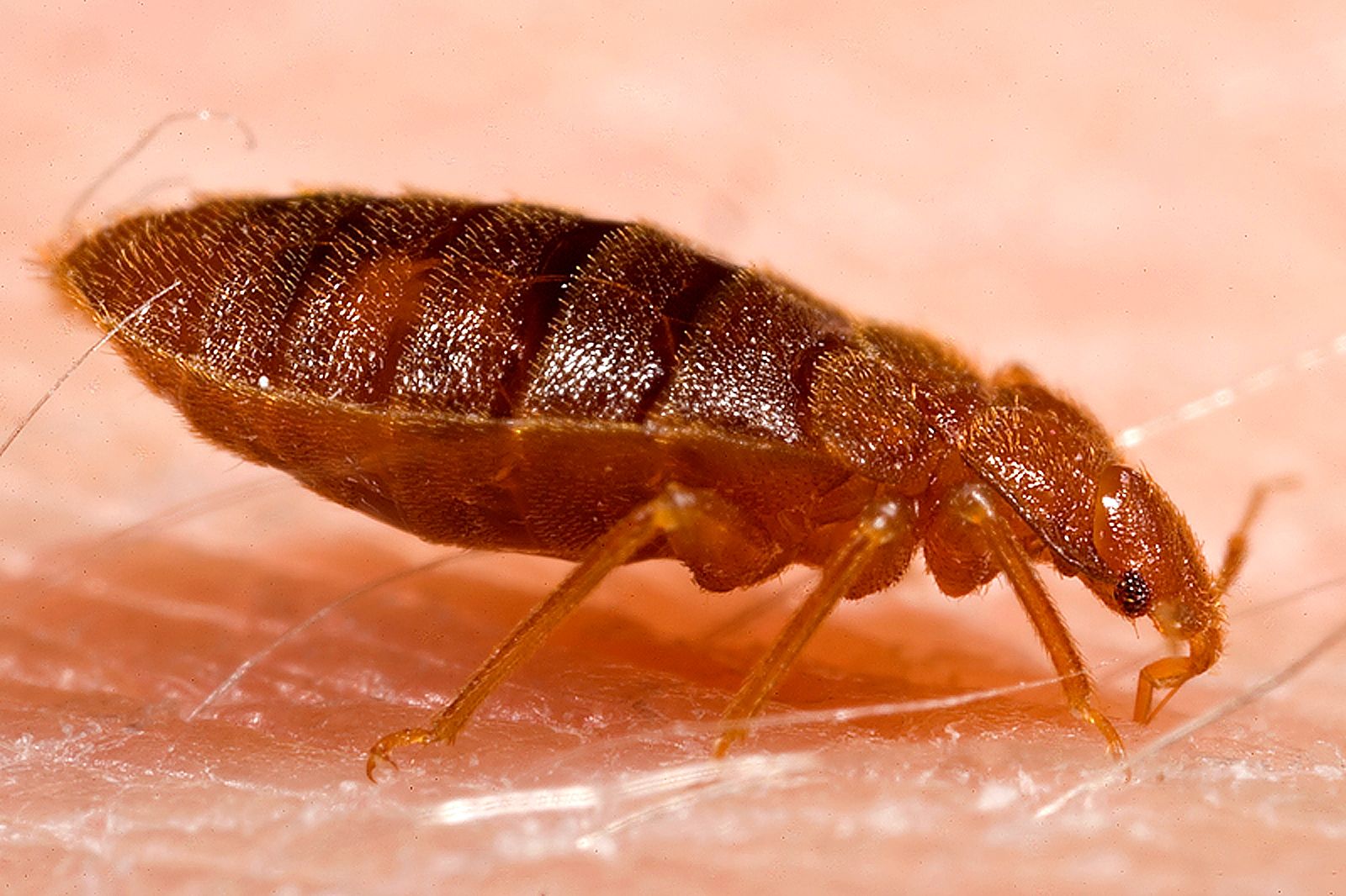 What Bed Bugs Look Like