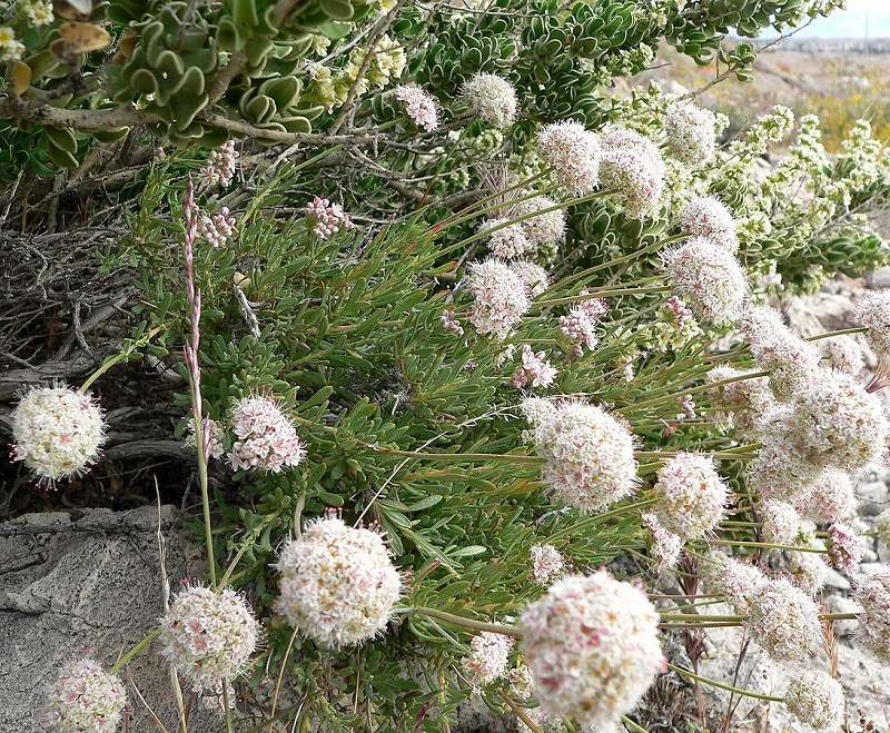 32 Native Plants for California Flowers, Succulents, Shrubs, and Trees