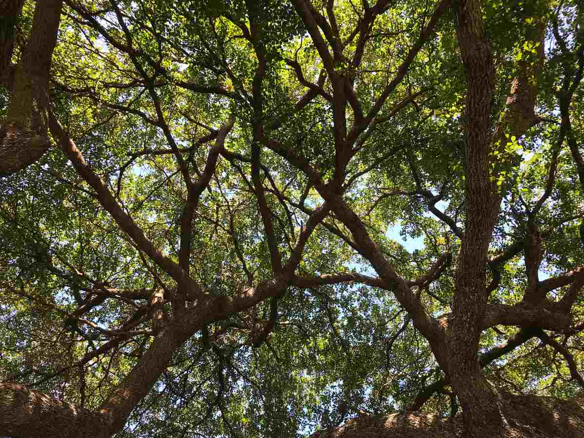 13 FastGrowing Shade Trees for Your Yard