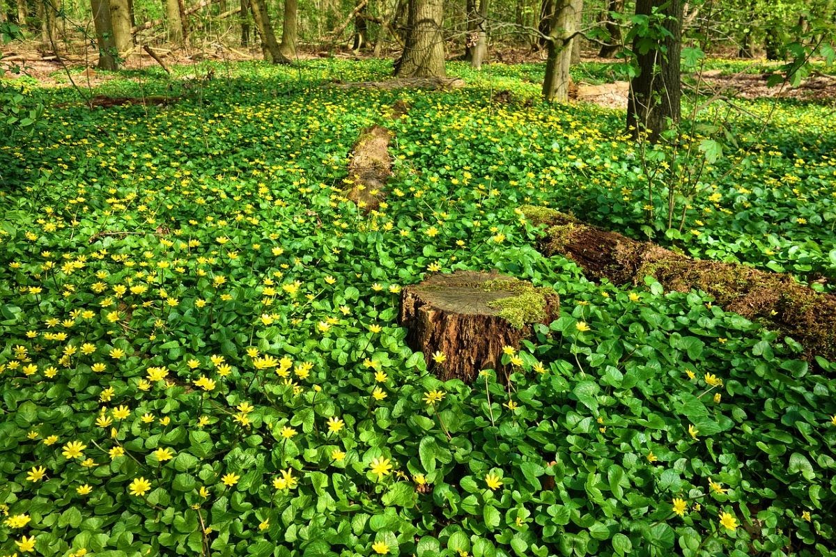 Best Plants For Shade Ground Cover at Josh Nordquist blog