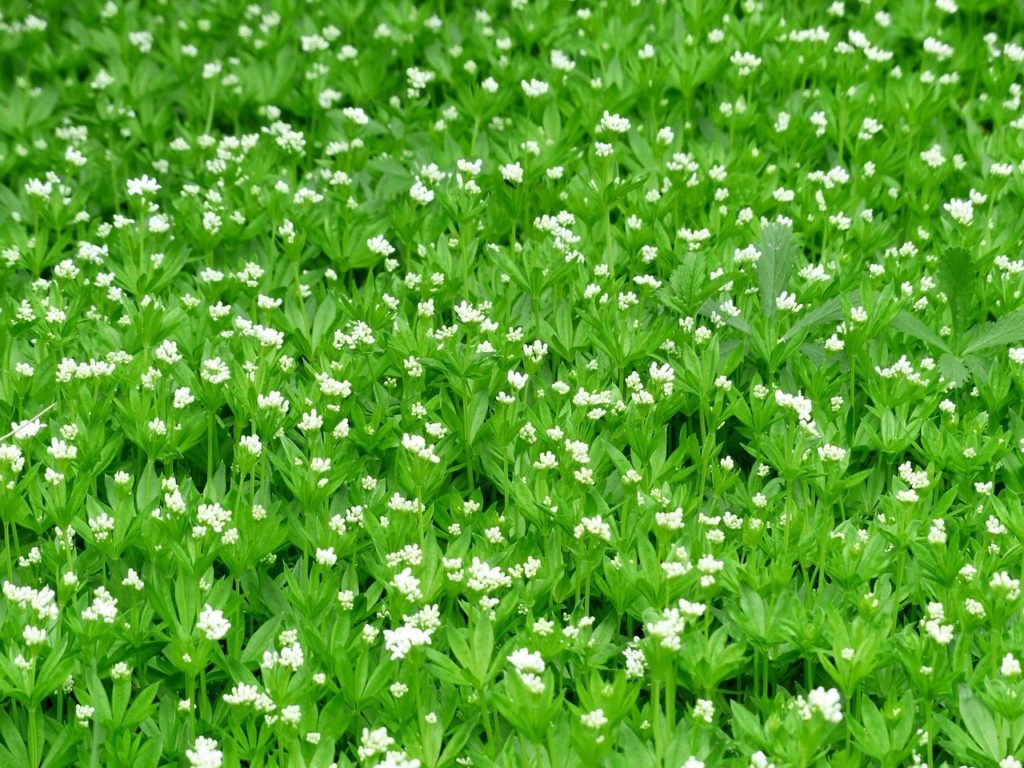 The best ground cover plants for shade in your yard