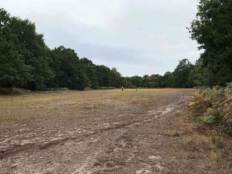 Pricing Guide How Much Does It Cost to Clear Land in 2024?