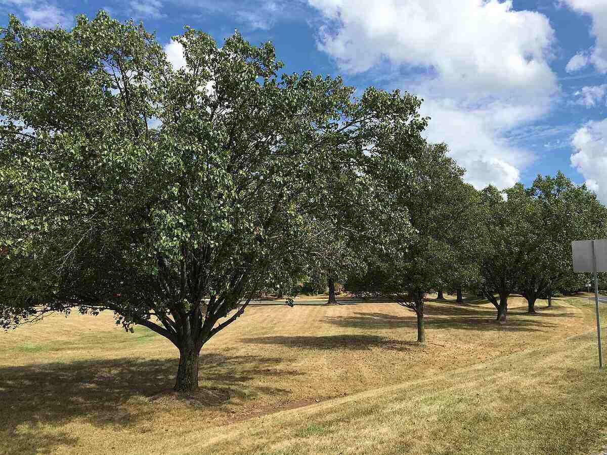 How to Take Care of Trees During a Drought