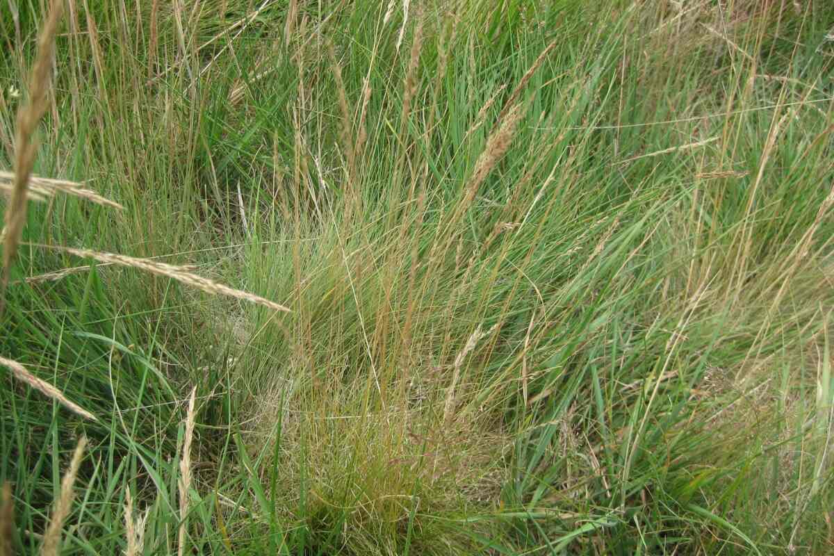 Guide to Growing Fine Fescues