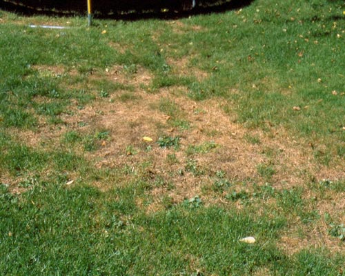 Bug Treatment Chinch Bug Treatment Ontario