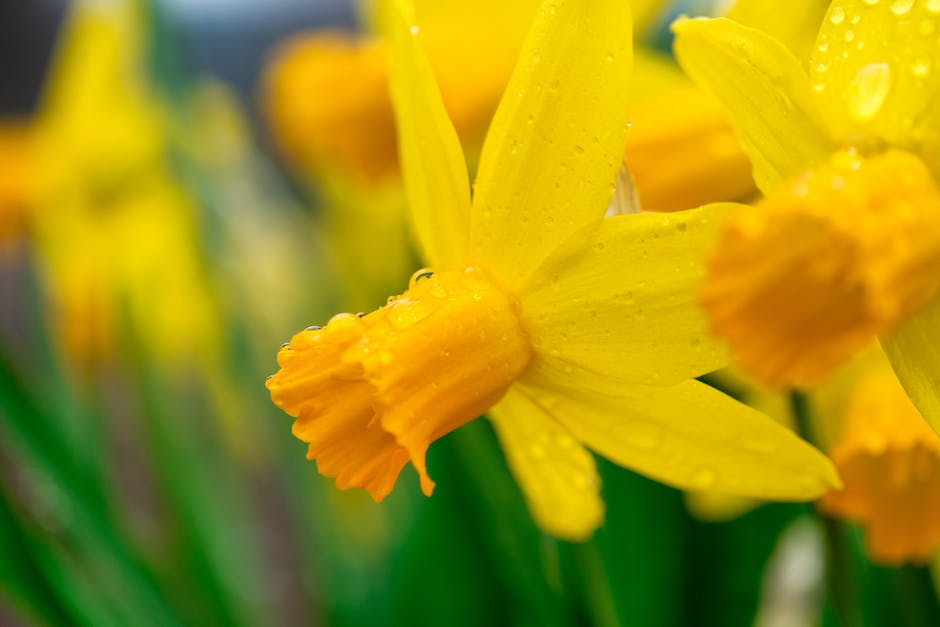 Care For Daffodils After Blooming A Guide Lawn World Everything