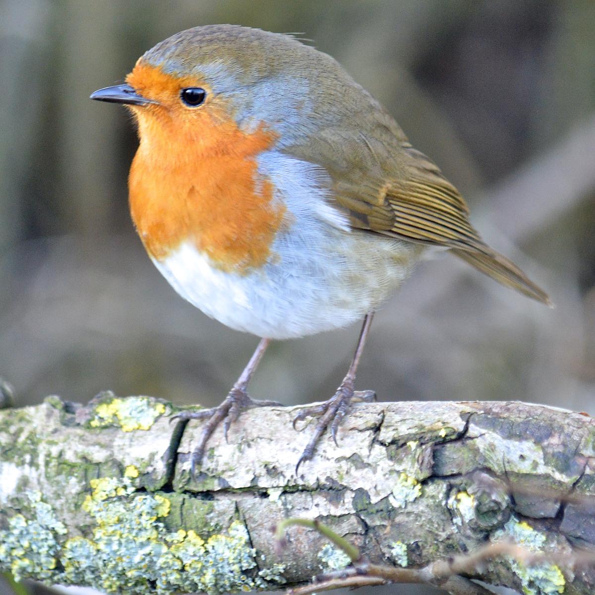 Winter Feeding Habits of Robins A Detailed Guide Lawn World