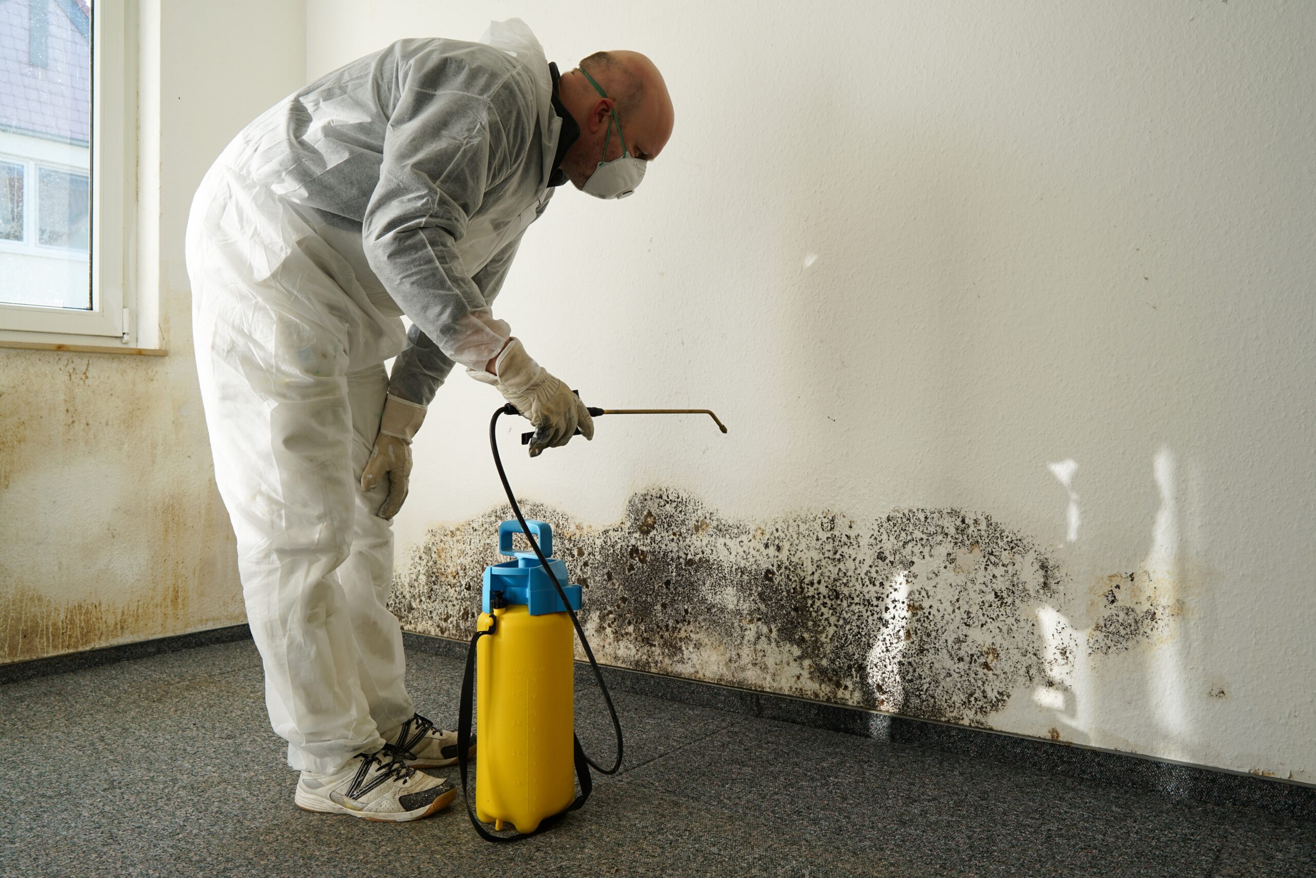 Mold Abatement & Mitigation Mold Removal Home and commercial