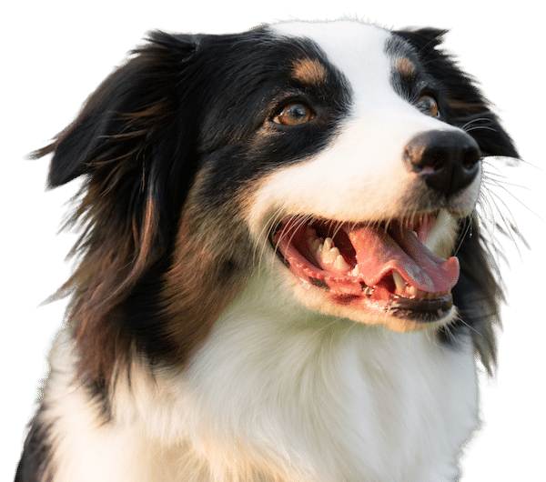 Boston Dog Day Training and Coaching LazDogs Dog Training