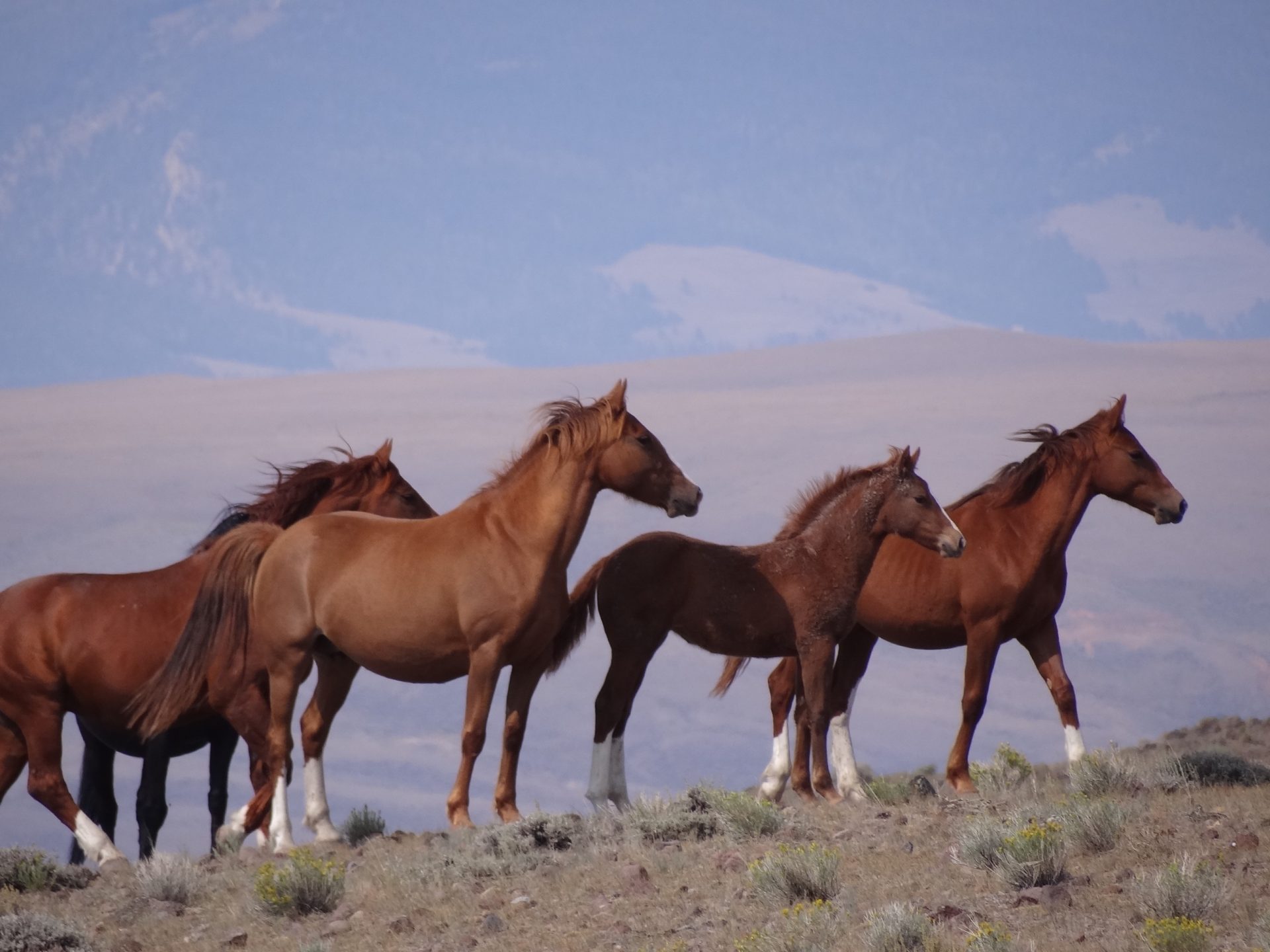 Wyoming horseback riding a full dude ranch experience
