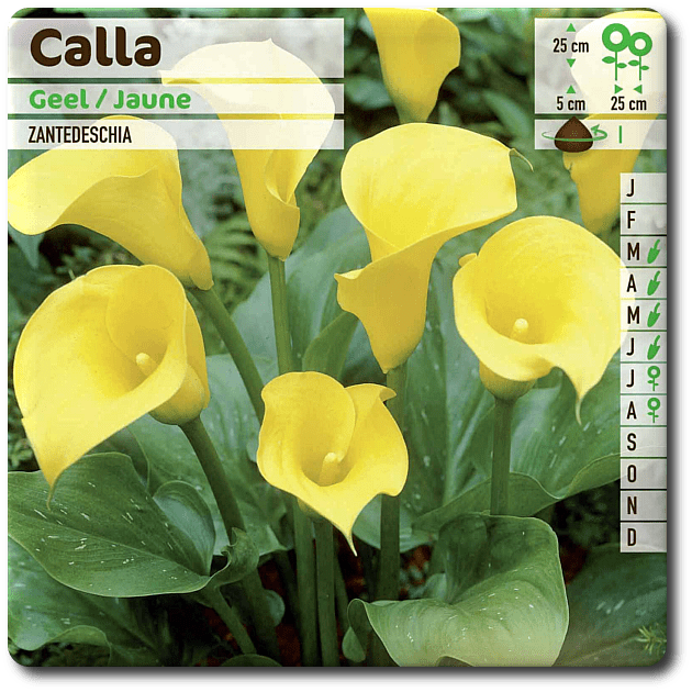 CALLA Jaune Produit